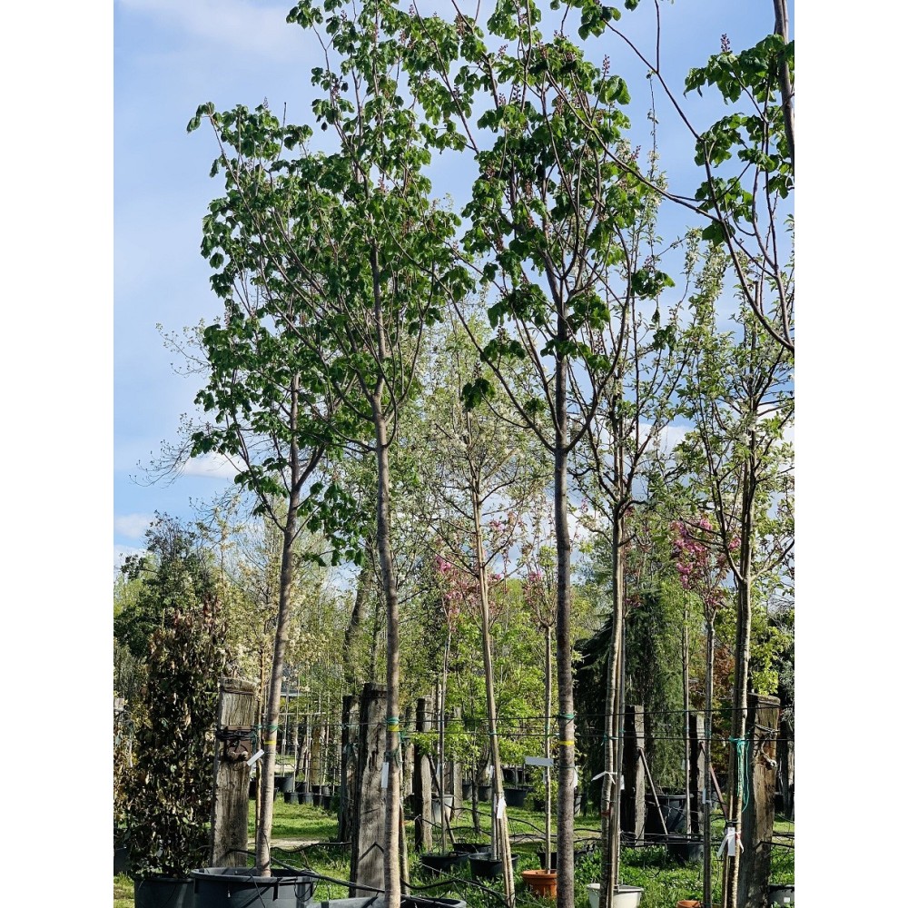 AESCULUS CARNEA