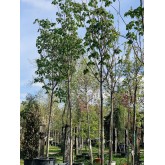 AESCULUS CARNEA