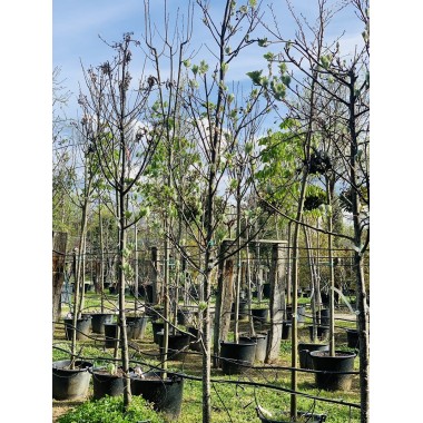 SORBUS ARIA