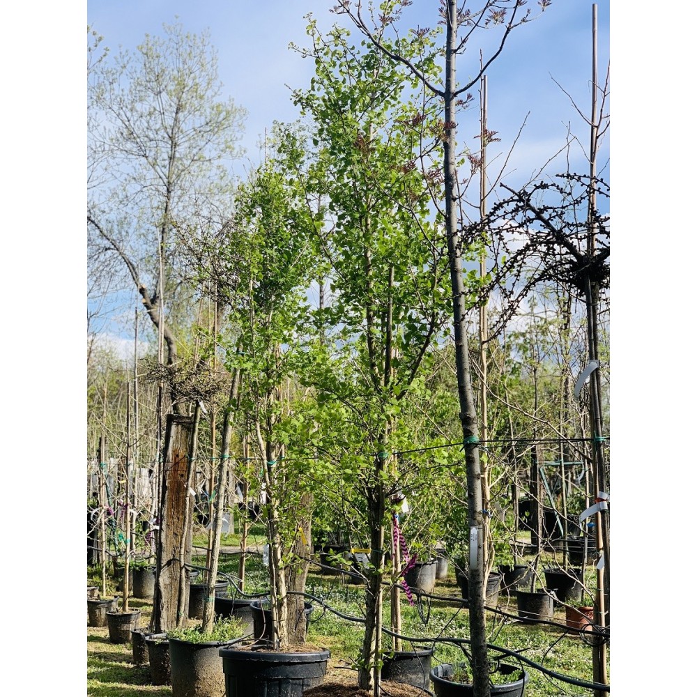 GINKO BILOBA PIRAMIDAL