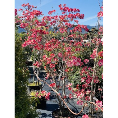 CORNUS FLORIDA CHEROKEE
