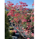 CORNUS FLORIDA CHEROKEE