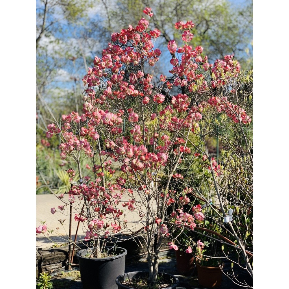 CORNUS FLORIDA CHEROKEE