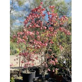CORNUS FLORIDA CHEROKEE