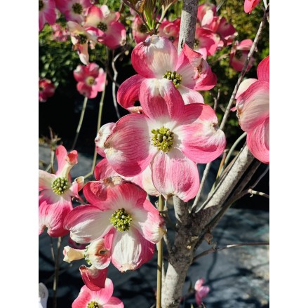 CORNUS FLORIDA CHEROKEE