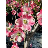 CORNUS FLORIDA CHEROKEE