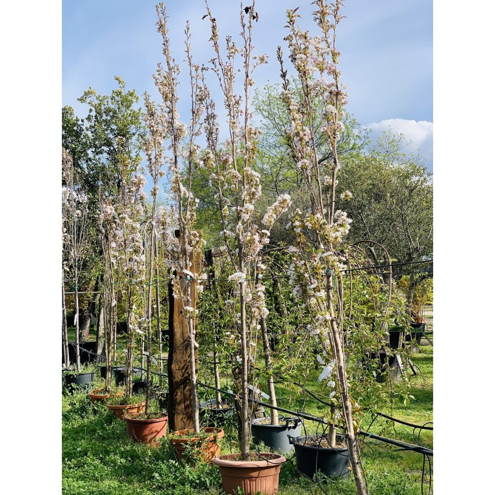PRUNUS SERRULATA AMANOGAWA