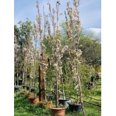 PRUNUS SERRULATA AMANOGAWA
