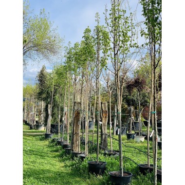 PYRUS CALLERYANA 