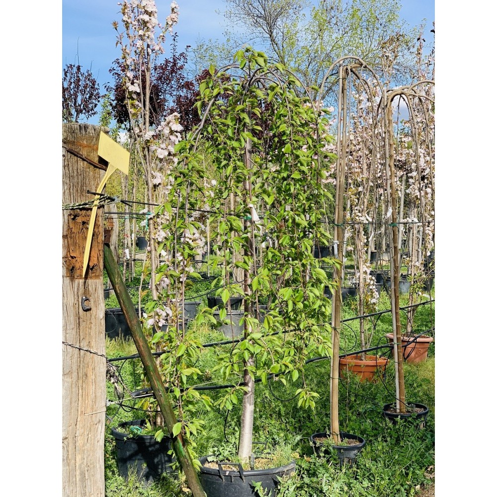 PRUNUS YEDOENSIS PENDULA