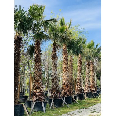 TRACHYCARPUS FORTUNEI 200-300