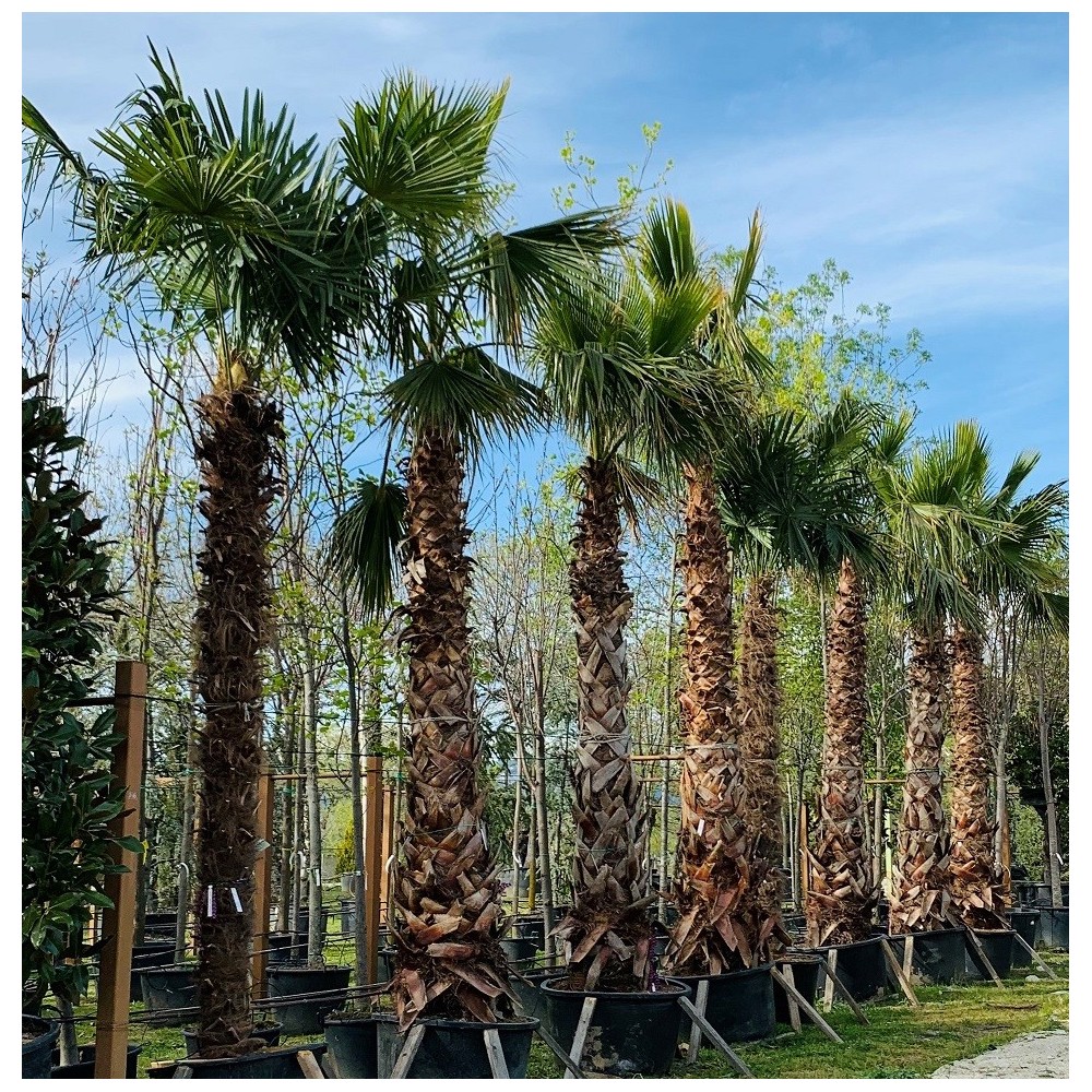 TRACHYCARPUS FORTUNEI 200-300