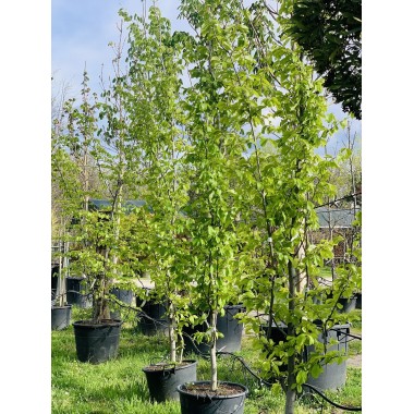 PARROTIA PERSICA
