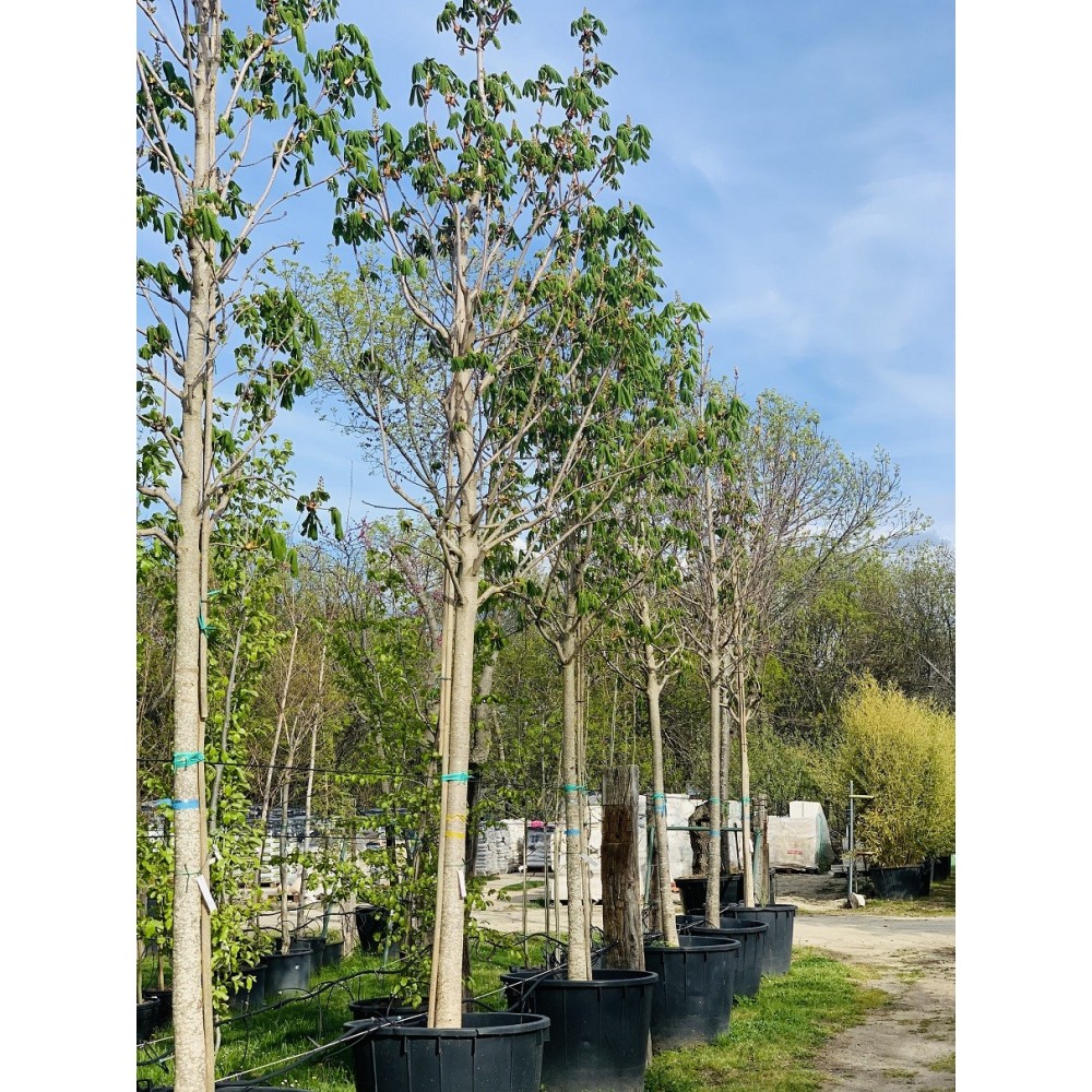 AESCULUS HIPP 25-30