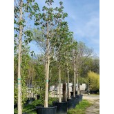 AESCULUS HIPP 25-30