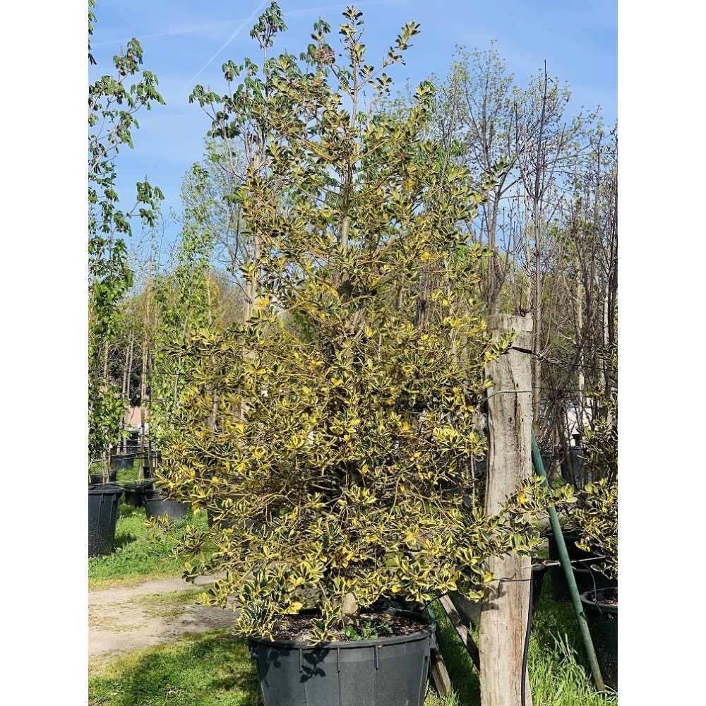 ACEBO