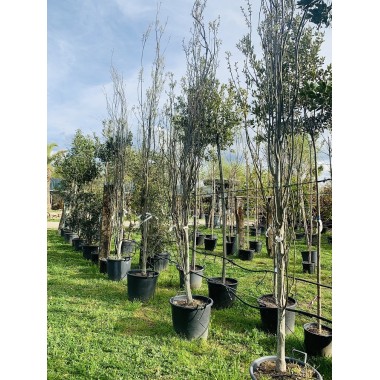 QUERCUS PALUSTRIS GREEN PILLAR