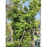 ACER PALMATUM KARAORI-NISHIKI