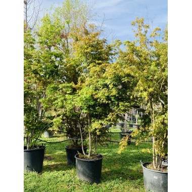 ACER PALMATUM VERDE
