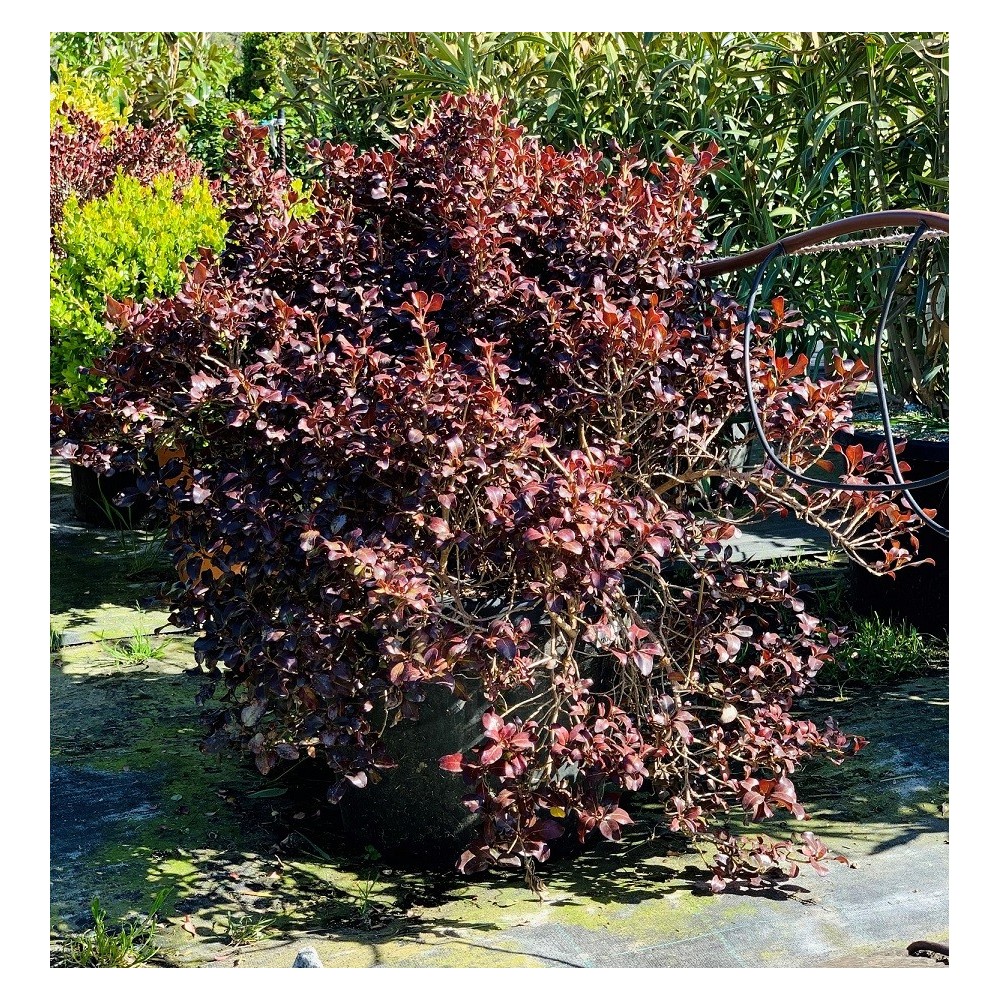 CROPOSMA