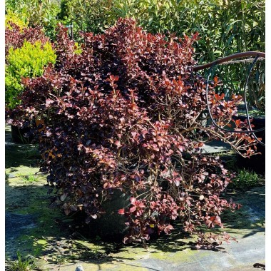 CROPOSMA