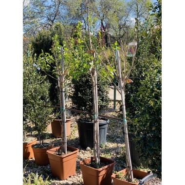 SYRINGA VULGARIS