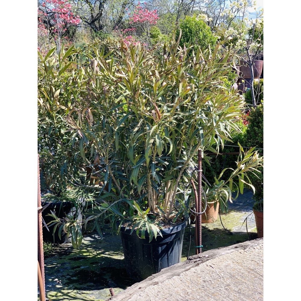 NERIUM OLEANDER