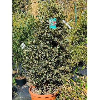 ACEBO MARGINATA 