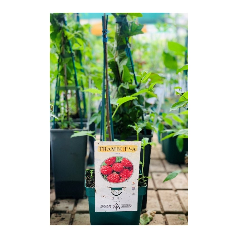 FRAMBUESA ROJA