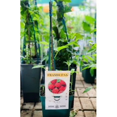 FRAMBUESA ROJA
