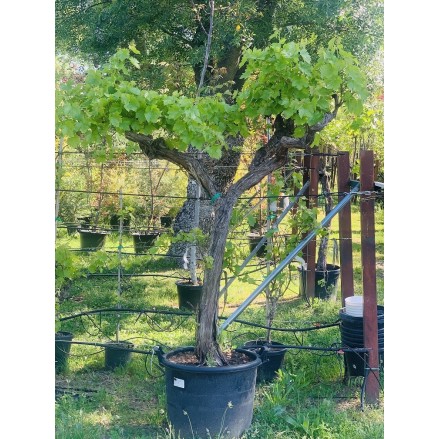 PARRA ALTA 'VITIS VINIFERA' 3 T20-30