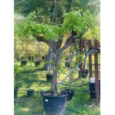 PARRA ALTA 'VITIS VINIFERA' 3 T20-30