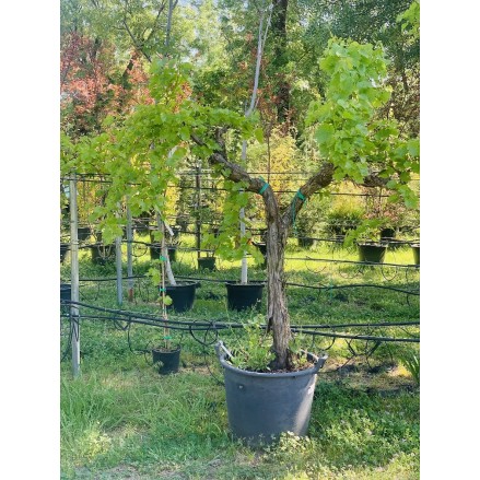 PARRA ALTA 'VITIS VINIFERA'