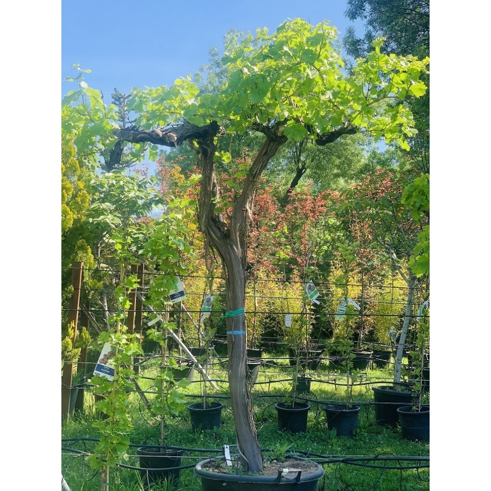 PARRA ALTA 'VITIS VINIFERA' 2