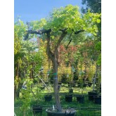 PARRA ALTA 'VITIS VINIFERA' 2