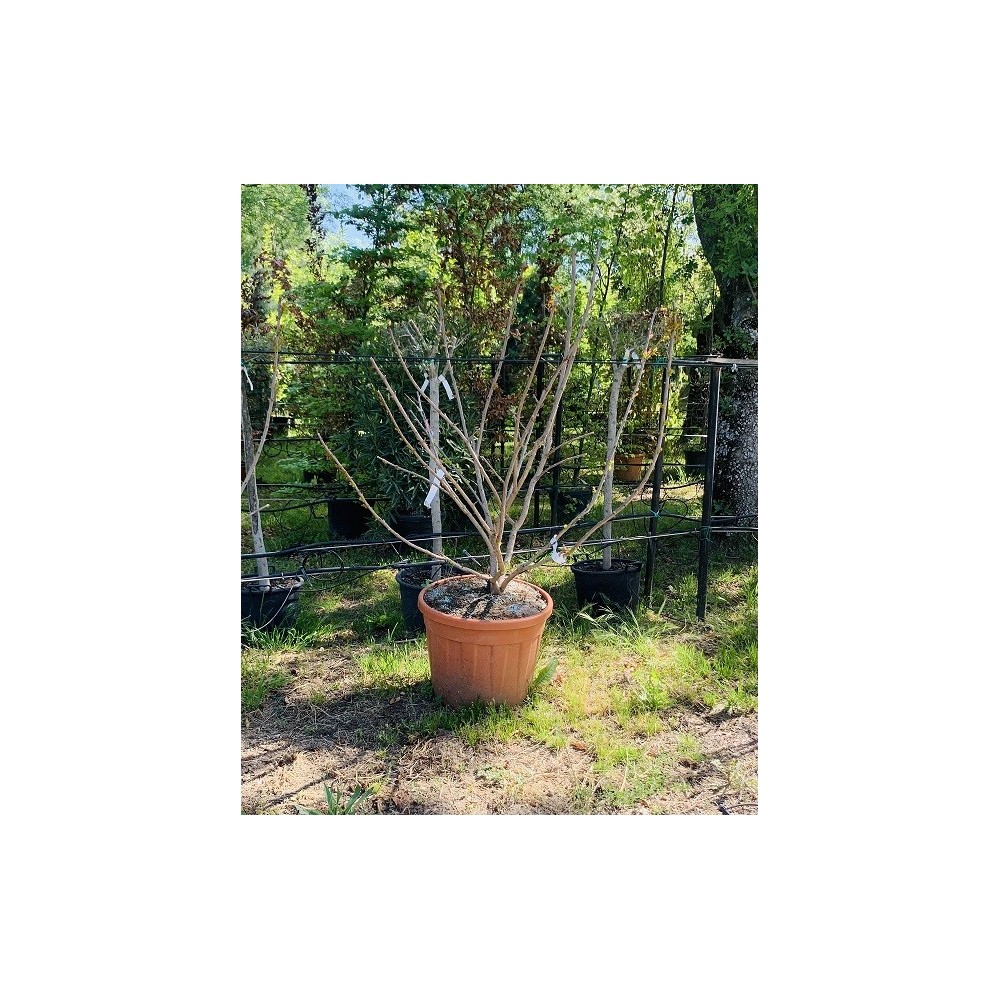 LAGESTROEMIA INDICA "DYNAMITE" 