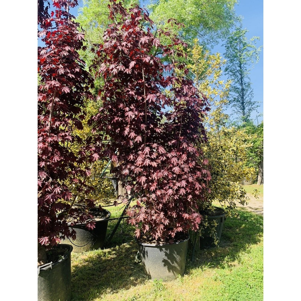 ACER PALMATUM CRIMSON SENTRY