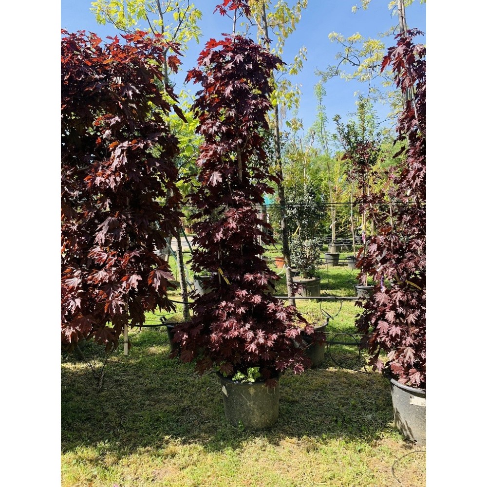 ACER PALMATUM CRIMSON SENTRY