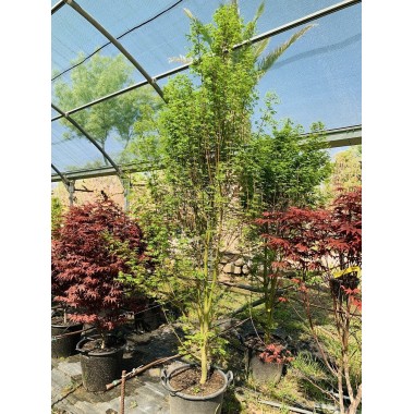 ACER PALMATUM COLUMNAR SILHOUETE