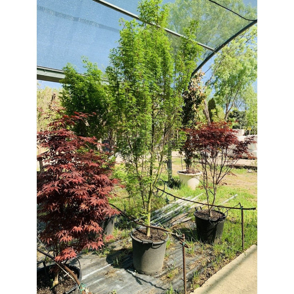 ACER PALMATUM COLUMNAR SILHOUETE