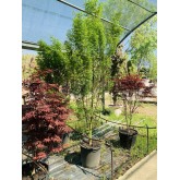 ACER PALMATUM COLUMNAR SILHOUETE
