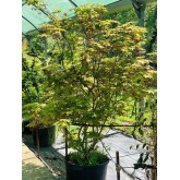 ACER PALMATUM SHIGITATSU-SAWA