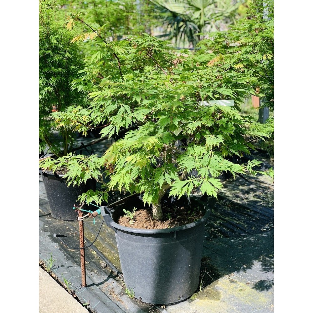 ACER JAPONICUM ACONITIFOLIUM