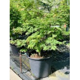 ACER JAPONICUM ACONITIFOLIUM