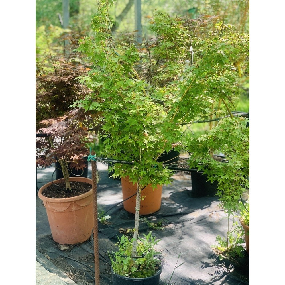 ACER PALMATUM BI-HOO