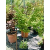 ACER PALMATUM BI-HOO