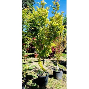 ACER PALMATUM BI-HOO