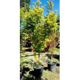 ACER PALMATUM BI-HOO