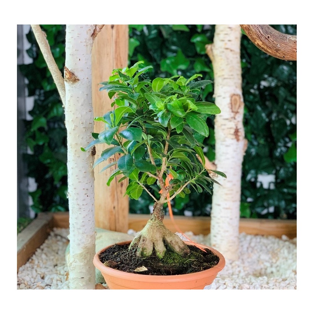 FICUS MICROCARP GINSENG