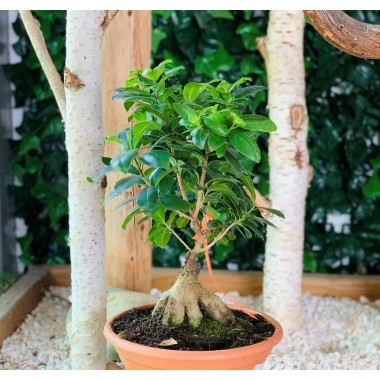 FICUS MICROCARP GINSENG